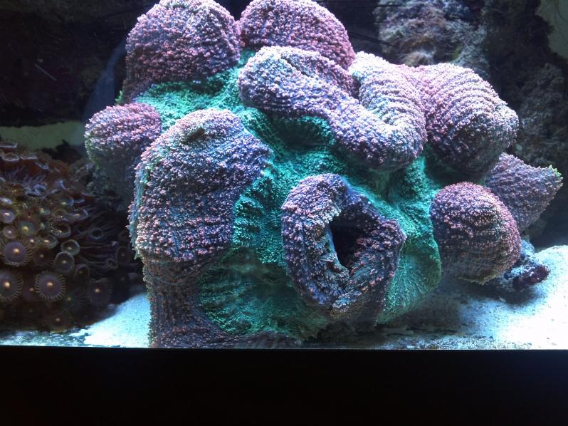 Trachyphyllia Geoffrey