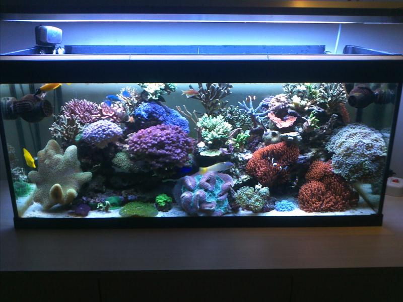 Layout 1