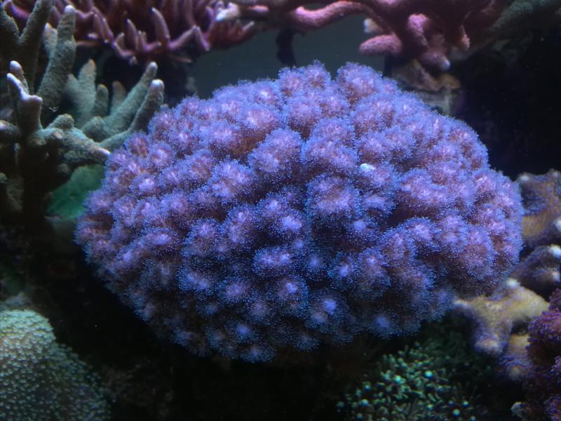 Pocillopora Tricolor
