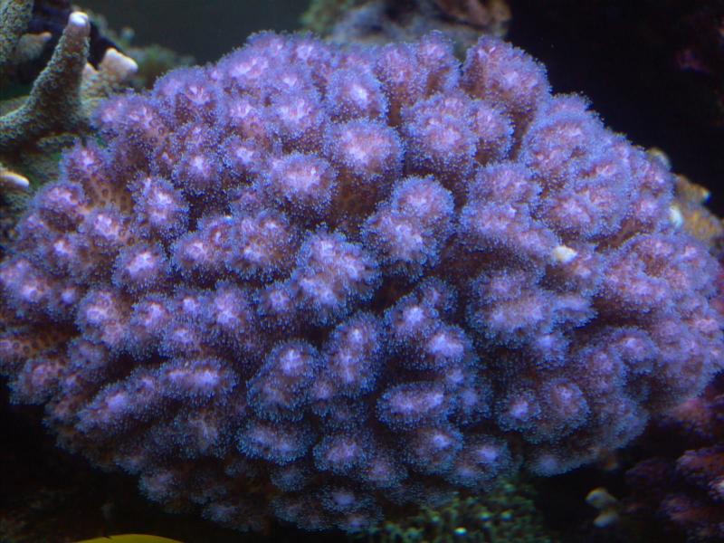 Pocillopora Tricolor 2