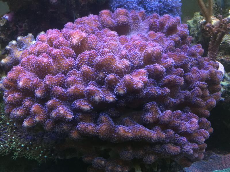 Stylopora Milka