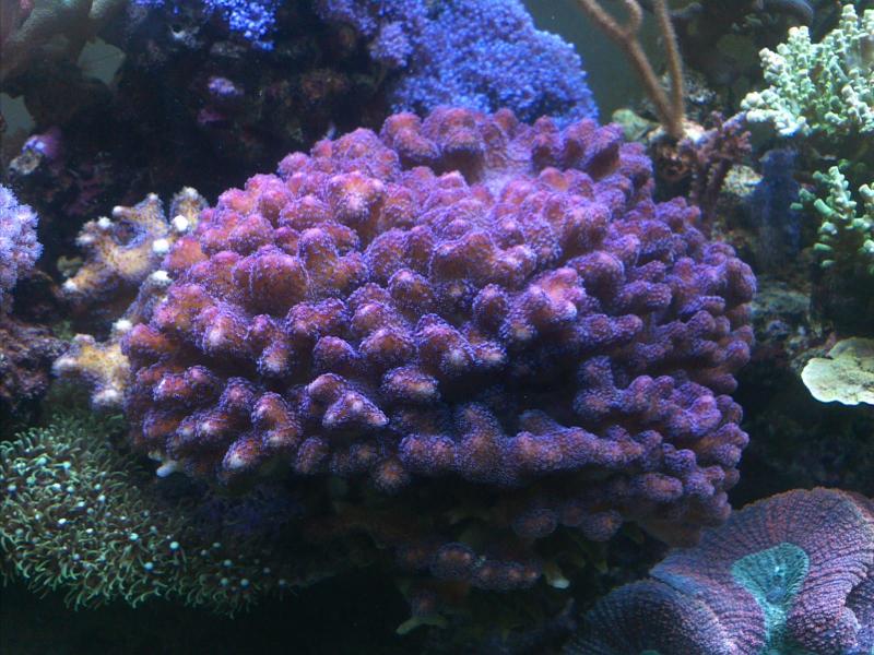 Stylopora Milka 2