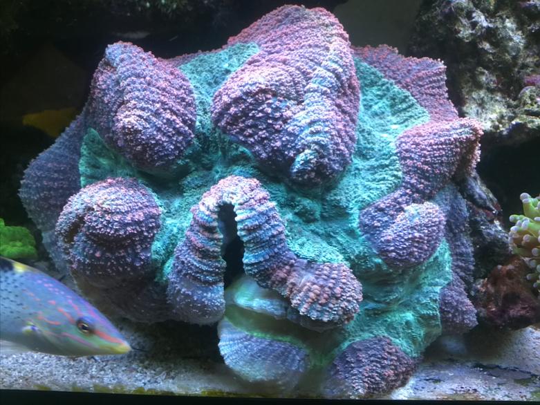 Trachyphyllia Geoffrey