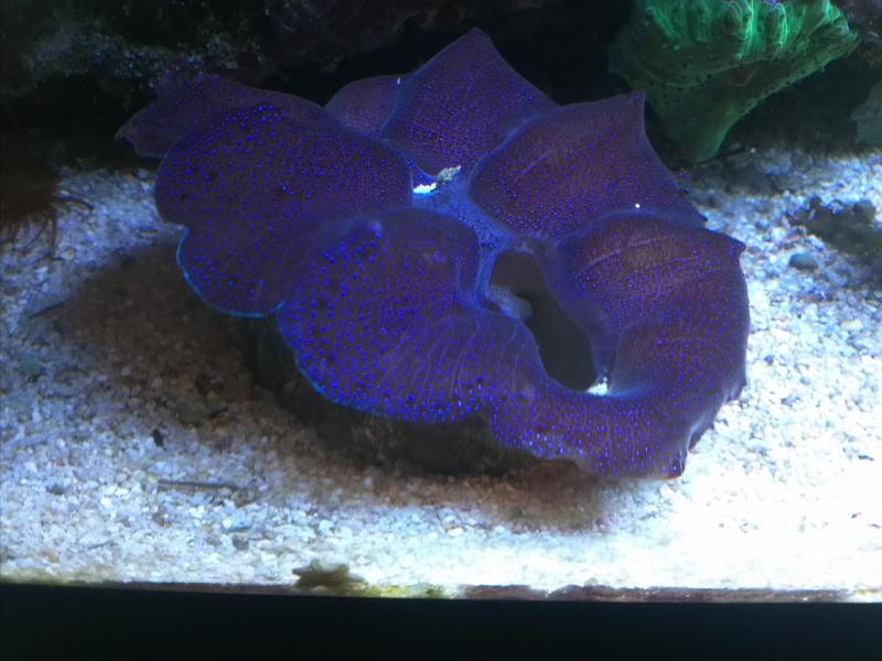 Tridacna Crocea