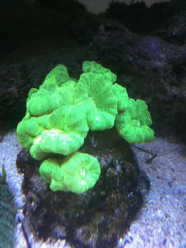 Caulastrea Furcata