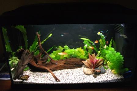Il mio primo acquario
