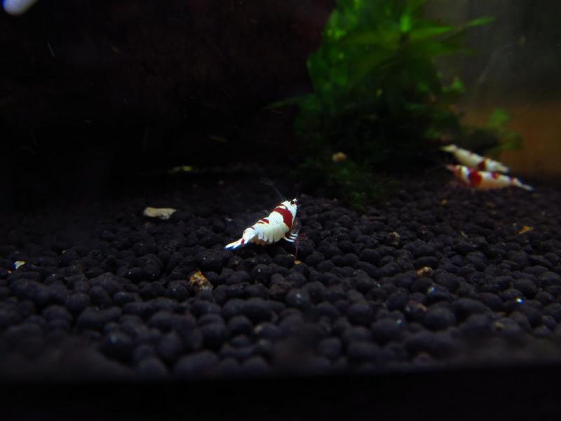 faberebiishi1