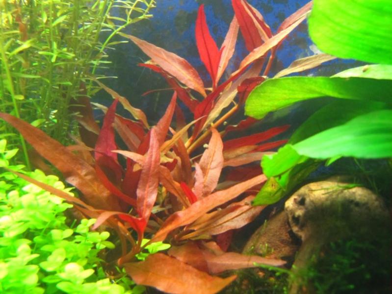 alternanthera