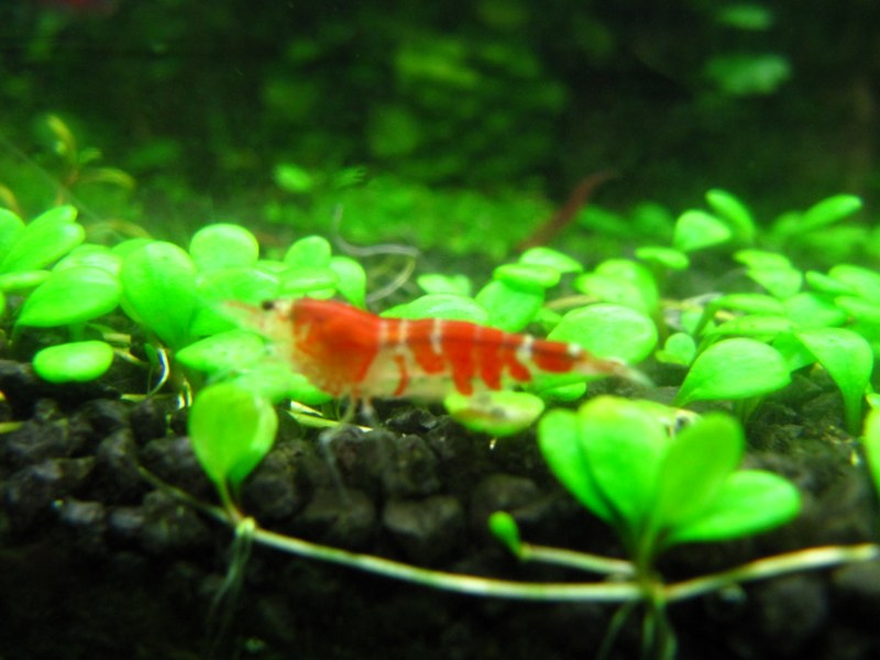 caridina
