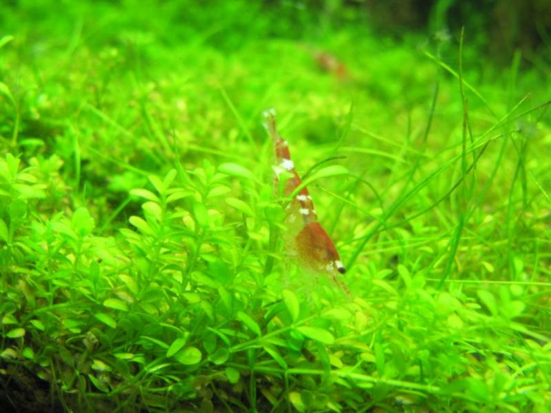 caridina