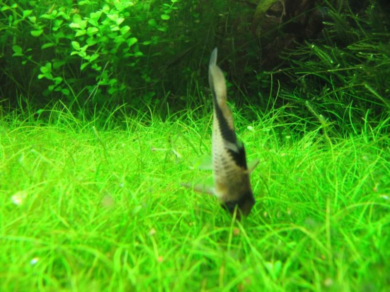cory arcuatus
