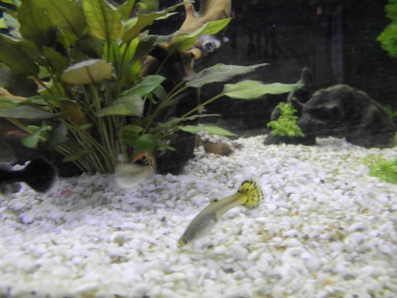 Farfallina
