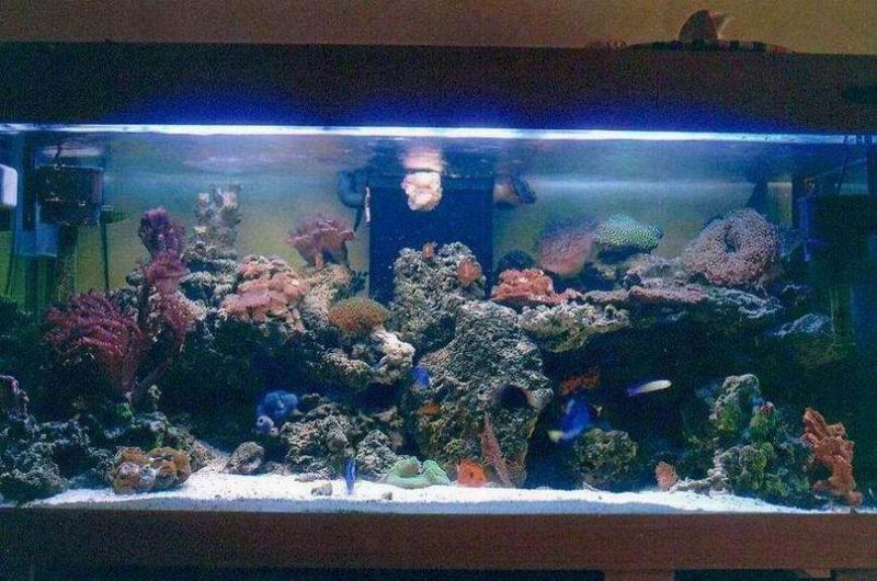 Acquario marino 01