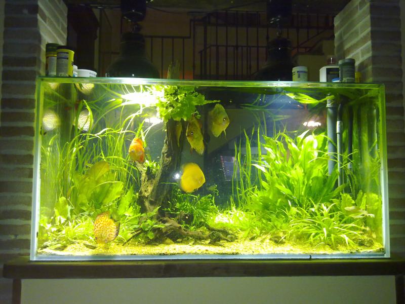 discus