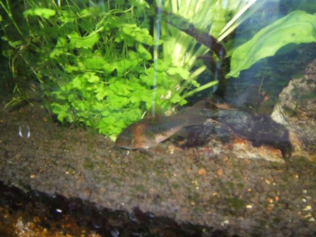 Coridoras aeneus