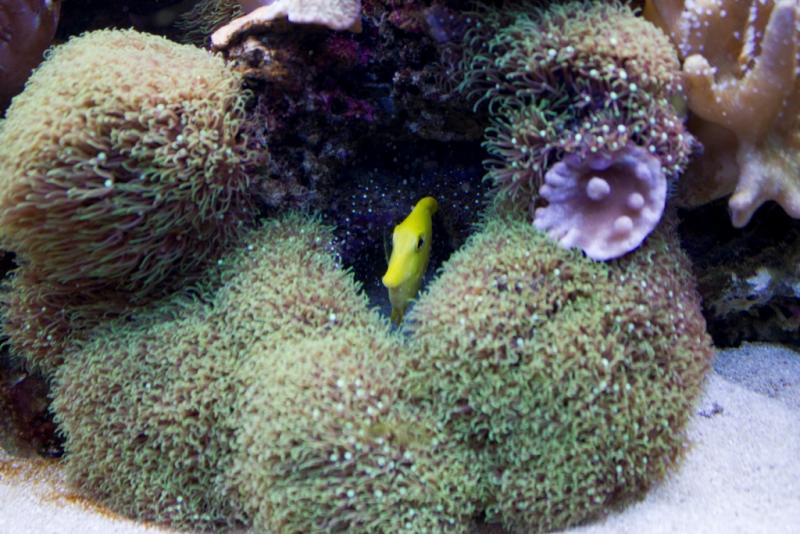 6flavescens nascosto1