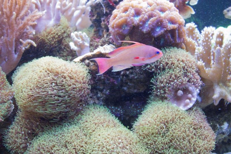 23macro anthias1
