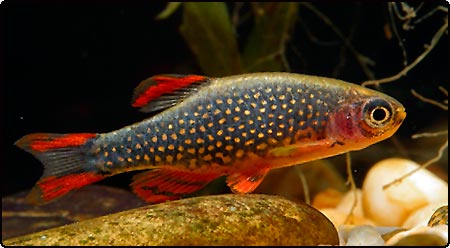 2711 galaxy rasbora