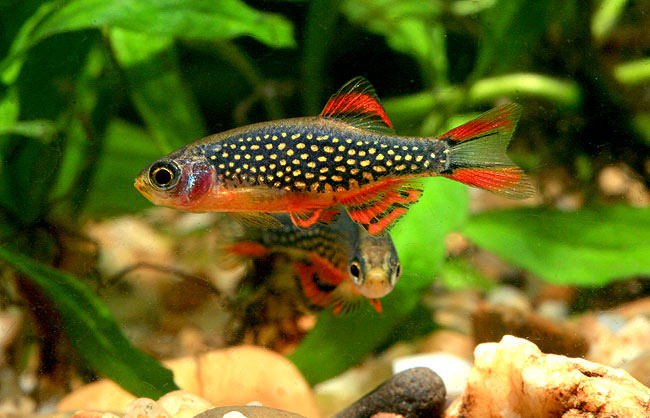 ArtRasboraGalaxy