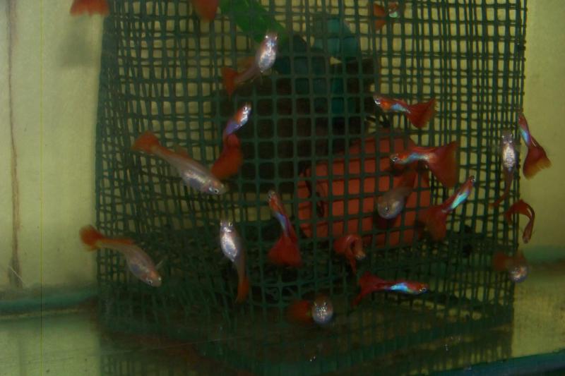 Japan blu red