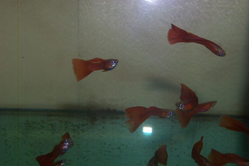 Full red 12-02-2012