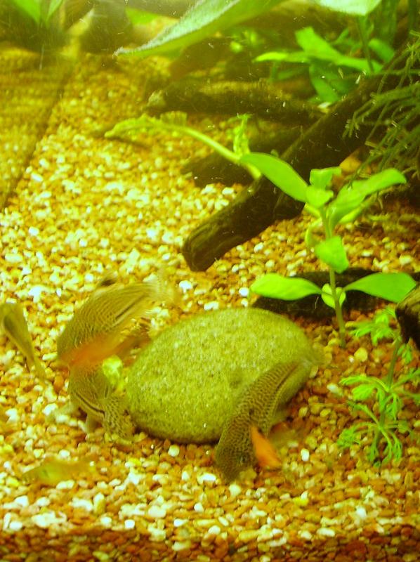 corydoras trilineatus
