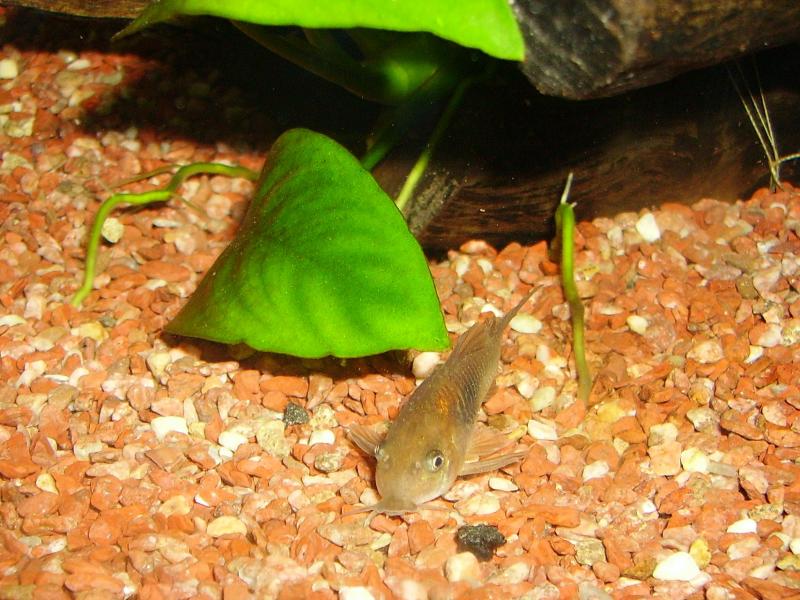 corydoras aeneus