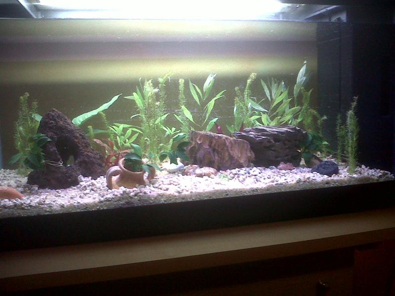 Acquario al 08.01.12