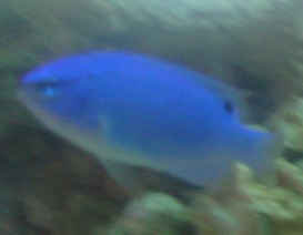 damigella blu