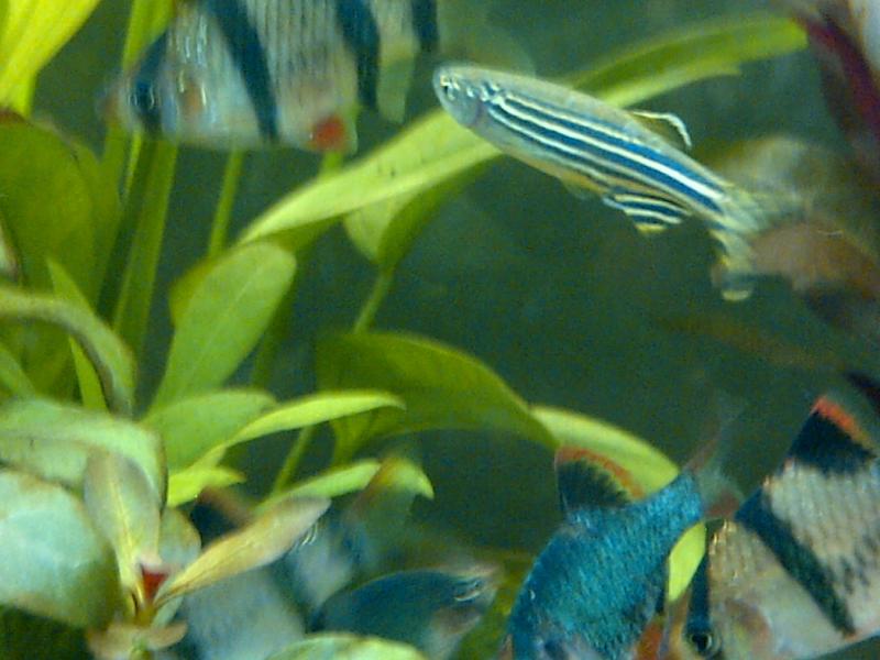 Brachydanio rerio