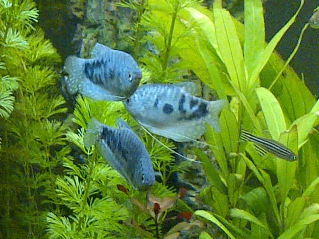 I 3 Trichopodus trichopterus