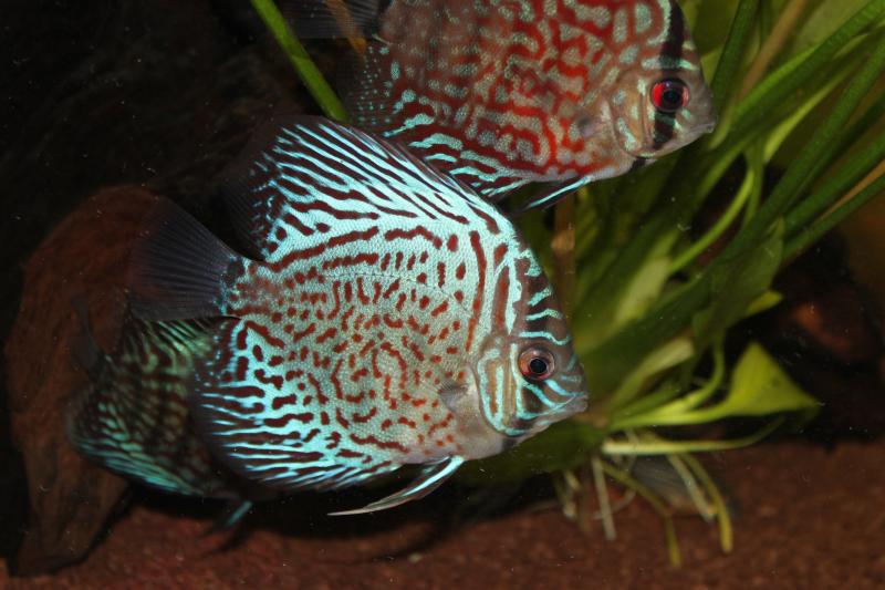 discus leopard skin