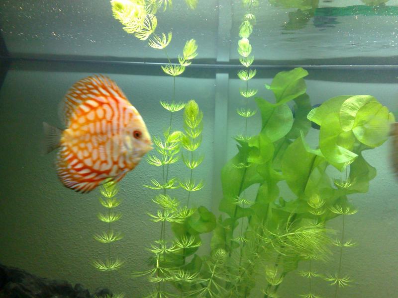 discus pigeon blood