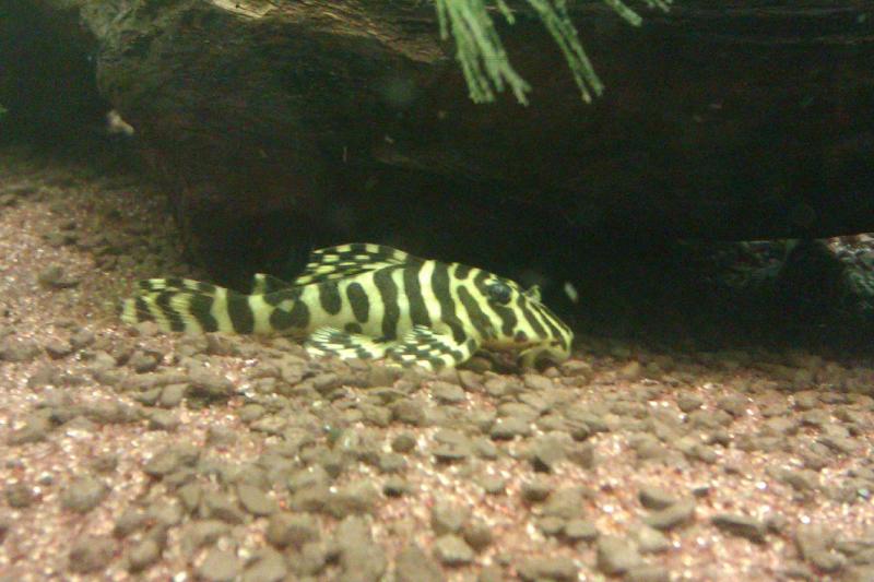 peckoltia compta L134   8  3 1 12