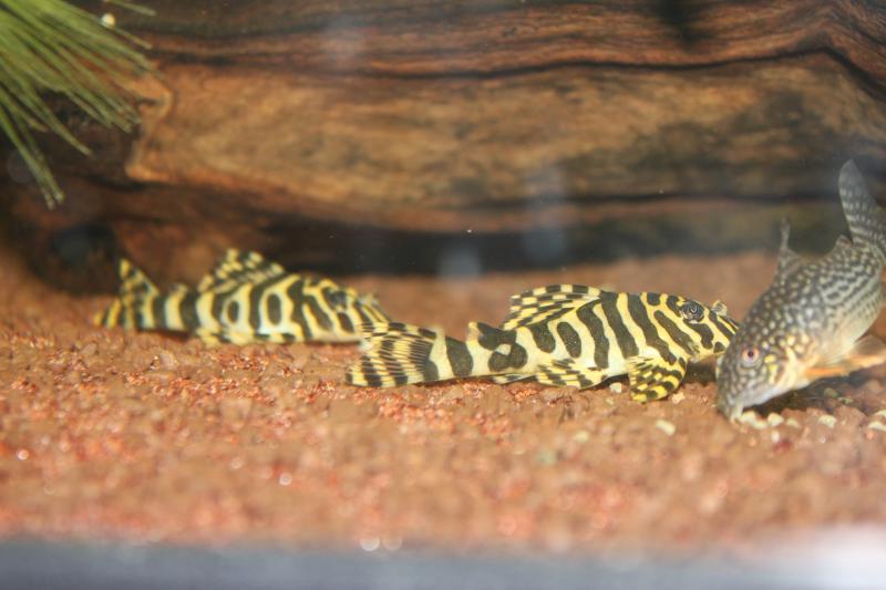 peckoltia compta L134   15  6 1 12