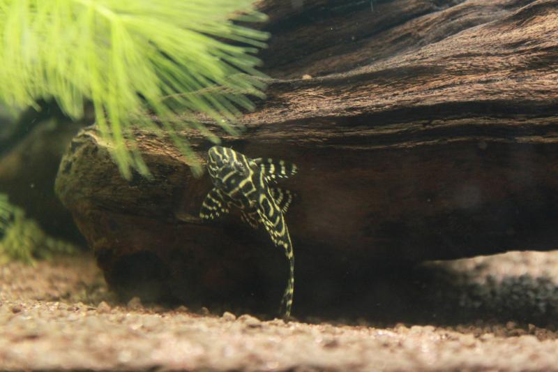 peckoltia king tiger L066 11  6 1 12