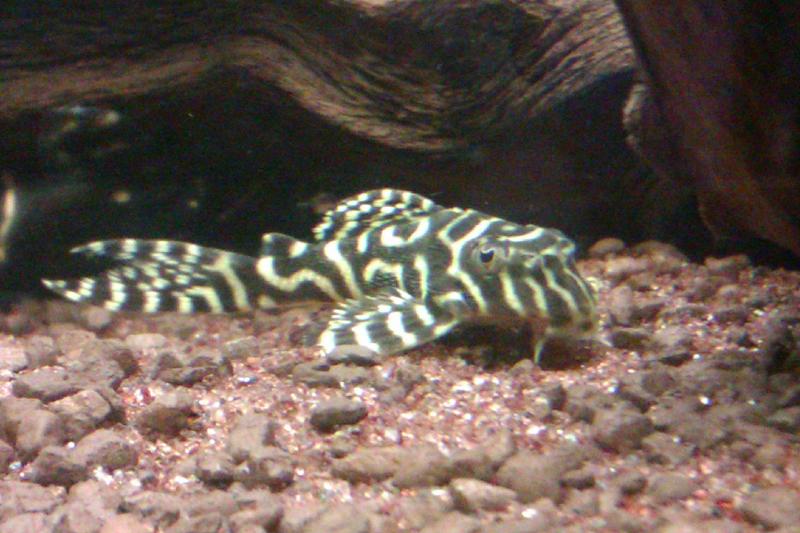 peckoltia king tiger L066 6  5 1 12