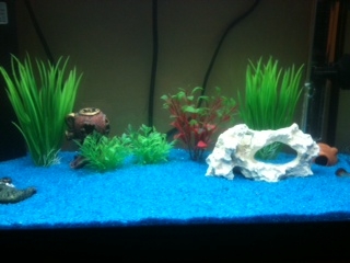 acquario1