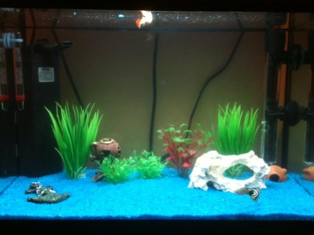 acquario2