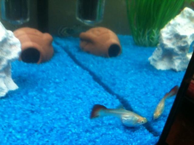 Acquario3