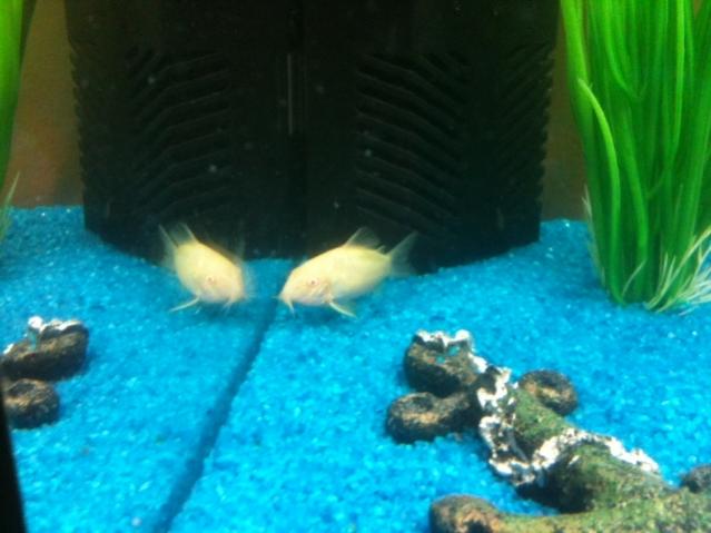 Acquario4