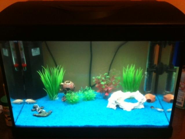 Acquario 5