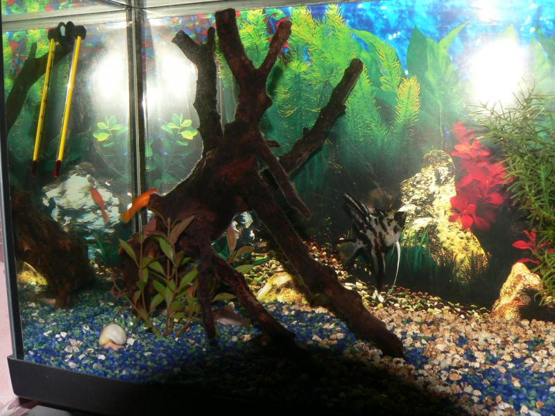 la parte sinistra dell'acquario
