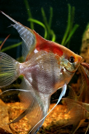 Femmina di Manacapuru RedShoulder F1