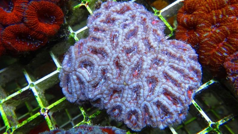 Acanthastrea lordhowensis 1A cm 11 90