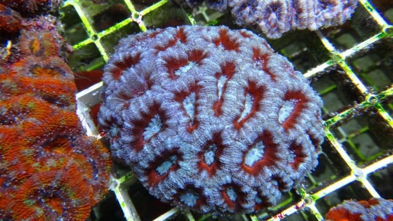 Acanthastrea lordhowensis 2A cm10 90