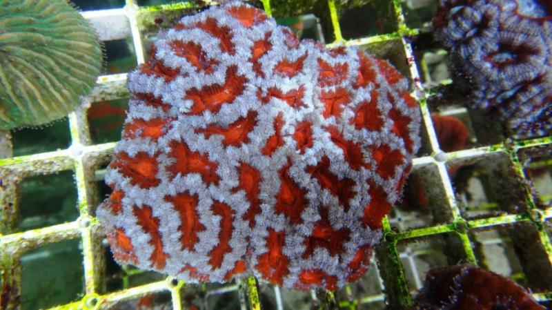 Acanthastrea lordhowensis 3A cm11 90