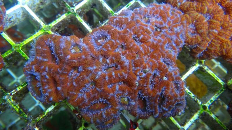 Acanthastrea lordhowensis 4A cm11 90