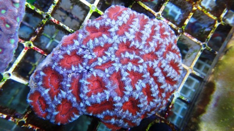 Acanthastrea lordhowensis 5A cm11 90
