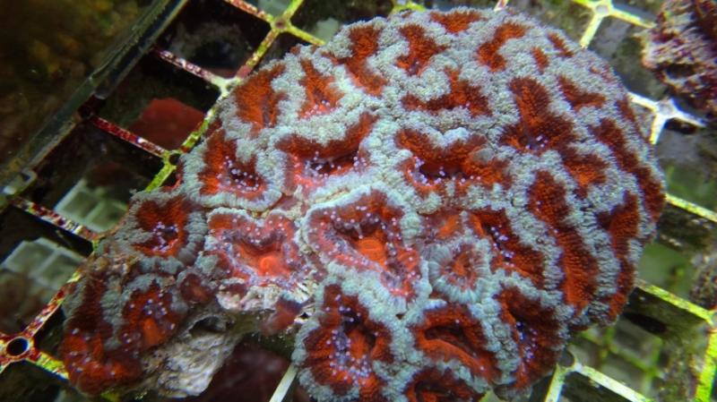 Acanthastrea lordhowensis 6A cm12 90